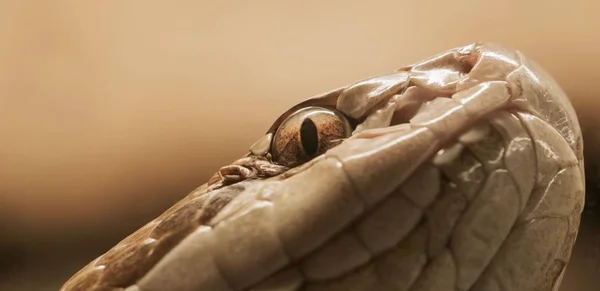 Крупным Планом Видны Ядовитые Медноголовые Змеи — стоковое фото