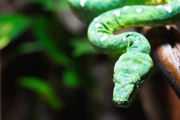 Green Tree Python Close Detail — Stock Photo, Image