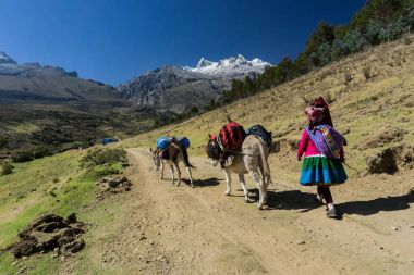 Indio donkey driver in traditional clothes transporting equipment for a climbing expedition in the Andes in Peru clipart