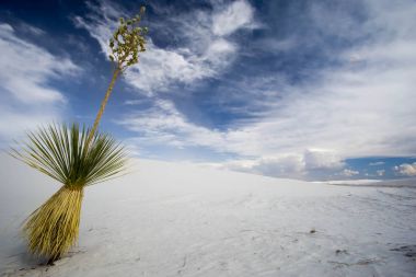 White Sands yakınındaki Güney New Mexico'daki Alamogordo vahşi ve uzak çöl peyzaj