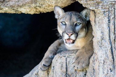 bir puma gözlemleyerek ve kendi inine kayalık bir Outlook'tan izlerken görünümünü kapat