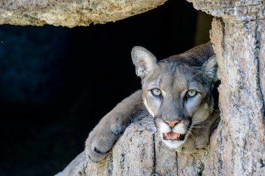 bir puma gözlemleyerek ve kendi inine kayalık bir Outlook'tan izlerken görünümünü kapat