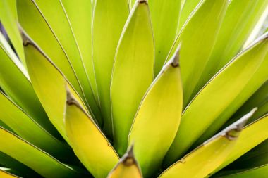 agave bitkisinin görünümü kapatın