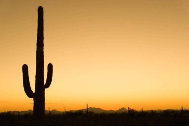 güzel gün batımı ve kaktüs Arizona Çölü'nde
