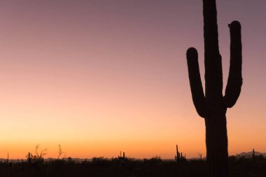 güzel gün batımı ve kaktüs Arizona Çölü'nde