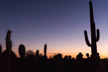 güzel gün batımı ve kaktüs Arizona Çölü'nde