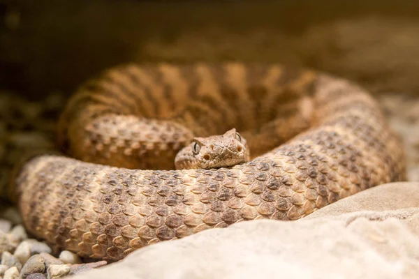 Rattlesnake Close Detail — Stock Photo, Image