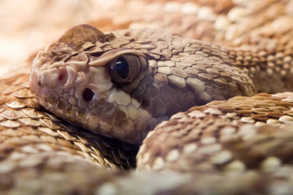 Rattlesnake Close Detail — Stock Photo, Image