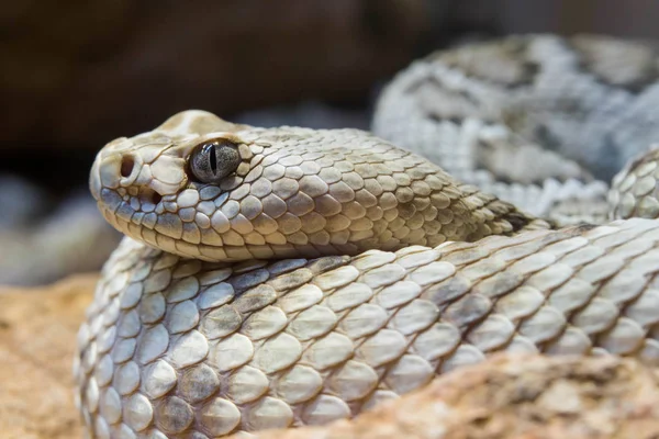 Ratelslang Van Dichtbij Detail — Stockfoto