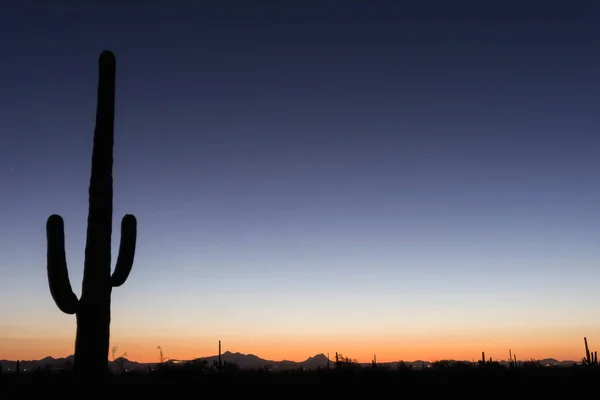 beautiful sunset and cactus in the Arizona desert