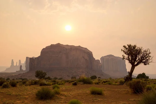 Monument Valley Paysage Avec Seul Arbre Noueux Premier Plan — Photo