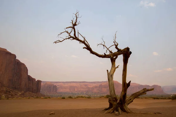 Monument Valley Paesaggio Con Albero Solitario Nodoso Primo Piano — Foto Stock