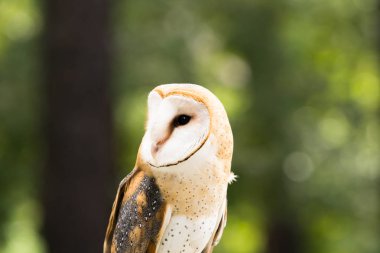 görkemli baykuş görünümünü kapat
