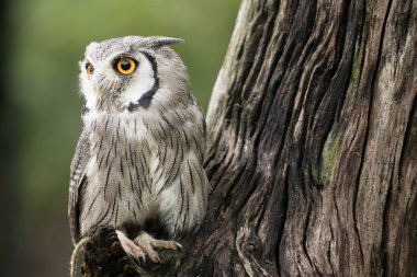 sevimli küçük baykuş görünümü ahşap dal kadar kapatın
