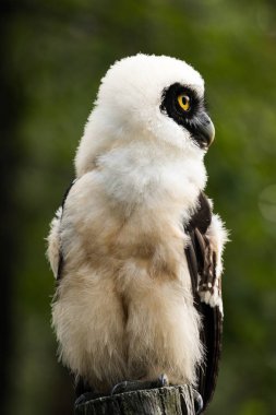 görkemli baykuş görünümünü kapat