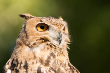 görkemli baykuş görünümünü kapat