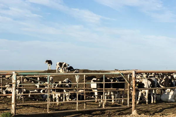 Many Black White Cows Corral Slaughterhouse — Stock Photo, Image