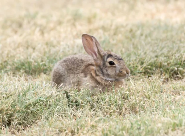 Junges Weißschwanzkaninchen — Stockfoto