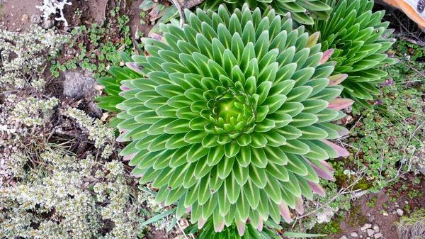 Plan Détaillé Fleur Plante Lobélie Géantes Rares — Photo