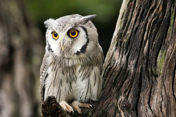 Close View Cute Small Owl Wooden Branch — Stock Photo, Image