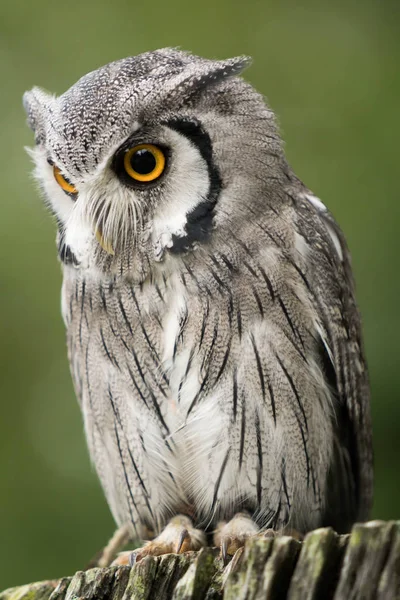 Vue Rapprochée Mignon Petit Hibou Sur Une Branche Bois — Photo