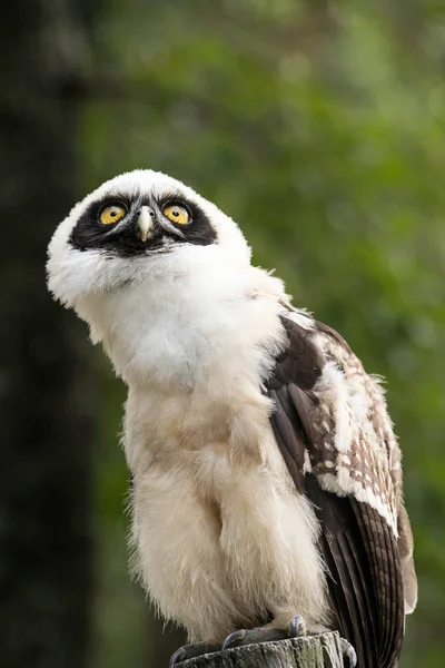 Close View Majestic Owl — Stock Photo, Image