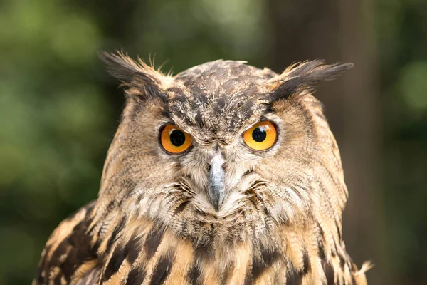 great horned owl with amber eyes portrait