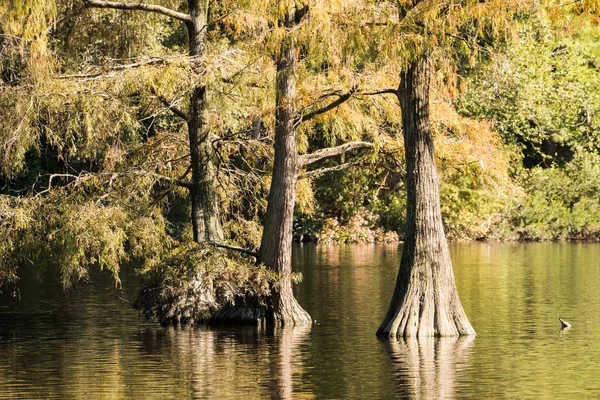 Carolina Sul Pântano Paisagem Com Água Calma Reflexões — Fotografia de Stock