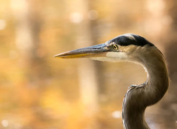 Portrait Grand Héron Dans Étang Marécageux Avec Des Reflets Automne — Photo