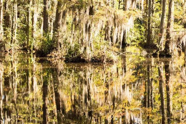 Carolina Sul Pântano Paisagem Com Água Calma Reflexões — Fotografia de Stock