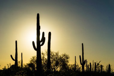çöl manzarası ile güzel bir akşam gökyüzü altında büyük saguaro kaktüsü