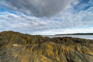 büyük varek yataklar ve New Brunswick Fundy Körfezi'gelgit havuzları