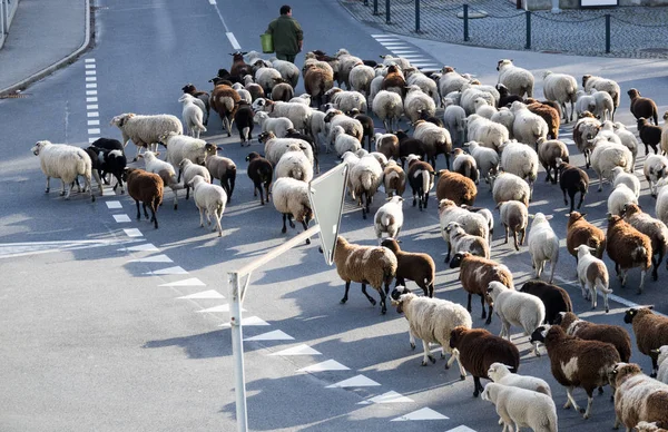 Pastore Grande Gregge Pecore Fermano Tutto Traffico Piccolo Villaggio Delle — Foto Stock