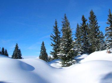 taze kar, yeşil ağaçlar karla kaplı ve mavi gökyüzü muhteşem kış manzarası