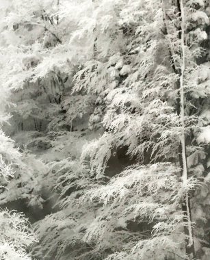 soyut derin kış aylarında karla kaplı ağaç görünümü kapatın