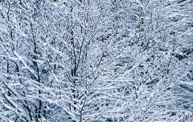 soyut derin kış aylarında karla kaplı ağaç görünümü kapatın