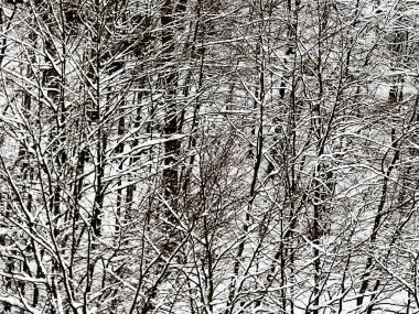 soyut derin kış aylarında karla kaplı ağaç görünümü kapatın