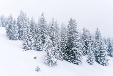muhteşem kış dağ ve orman Alpler'de manzara