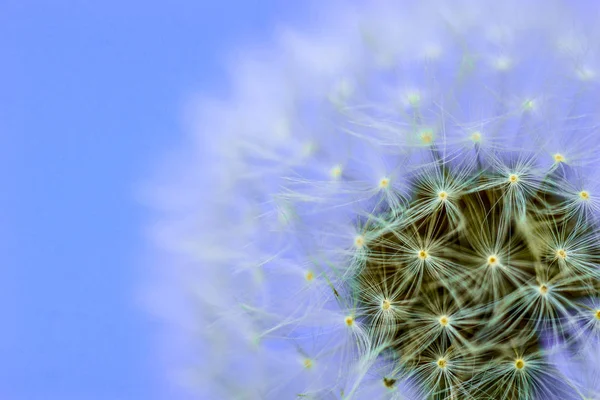 Zavřete Makro Pohled Bílé Pampelišky Kvetou Vysoký Kontrast Světlé Lila — Stock fotografie