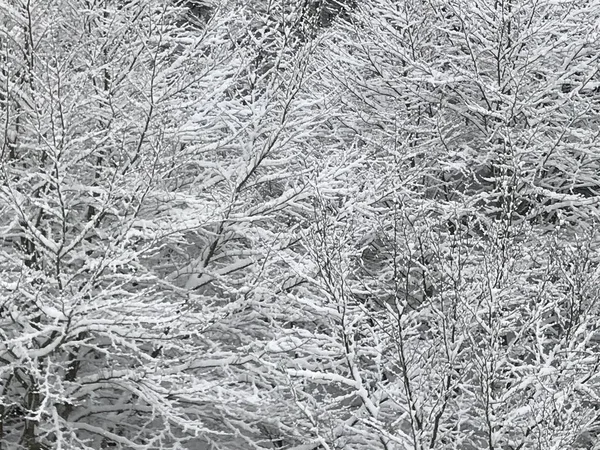 Abstrato Vista Perto Árvores Cobertas Neve Inverno Profundo — Fotografia de Stock