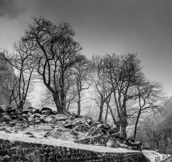 Arbres Majestueux Dans Une Vallée Montagne Reculée Dans Les Alpes — Photo