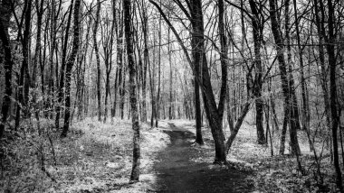 arka plan bahar yemyeşil orman peyzaj