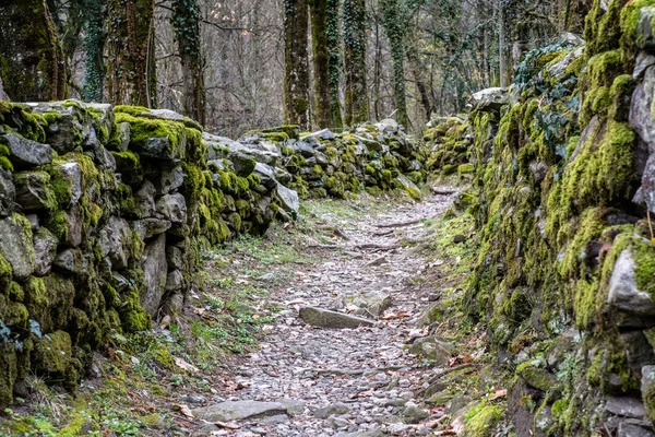 Sendero Senderismo Escarpado Través Espeso Bosque Cubierto Vides Plantas Flanqueado —  Fotos de Stock