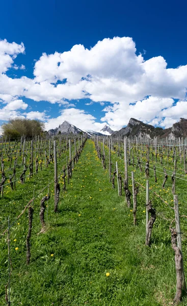 Grande Vista Das Vinhas Primavera Sob Céu Azul Com Nuvens — Fotografia de Stock