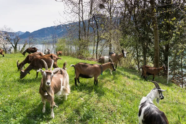 Mandria Capre Montagna Lussureggiante Prato Verde Con Lago Montagne Innevate — Foto Stock