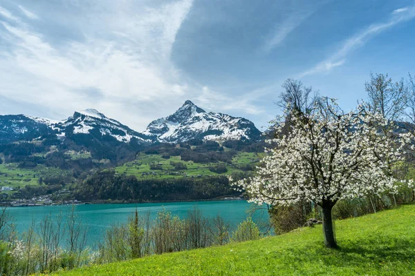 Nádherné Jarní Pohled Hory Jezero Kvetoucí Ovocný Strom — Stock fotografie