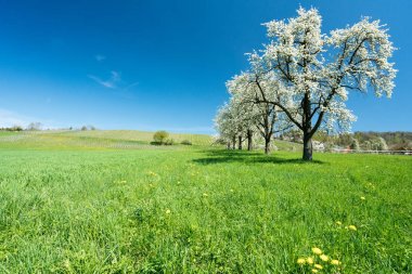 çiçek açması meyve ağaçları ve orchard sarı dandelions yeşil bir alana ve arka planda küçük bir üzüm bağı