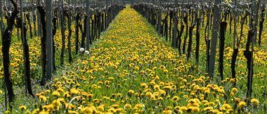Bahar sarı çiçek ve sonsuz satır Vines üzüm bağları harika manzarasını