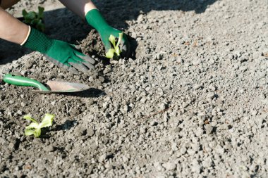 taze hazırlanmış bir bahçe yatağına genç marul bitkileri dikim yeşil eldiven giyen kadın elleri