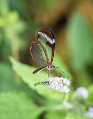 Beyaz bir çiçek nektarı içmeye glasswing kelebek görünümünü kapat